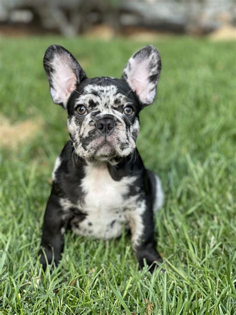 buldog francuski blue merle|The Ultimate Guide to Blue Merle French Bulldogs